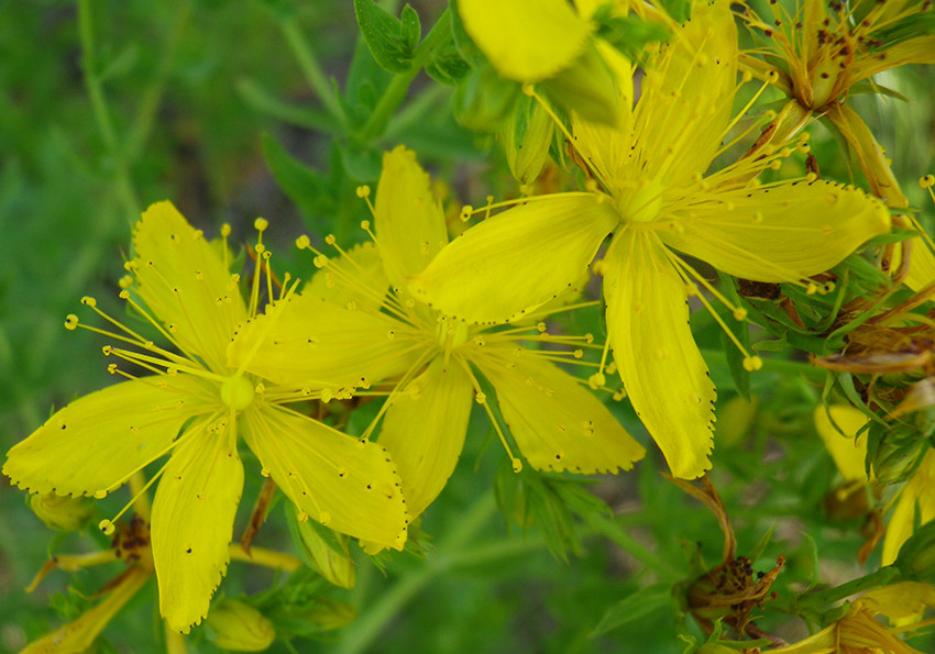  звичайний (Hypericum perforatum)